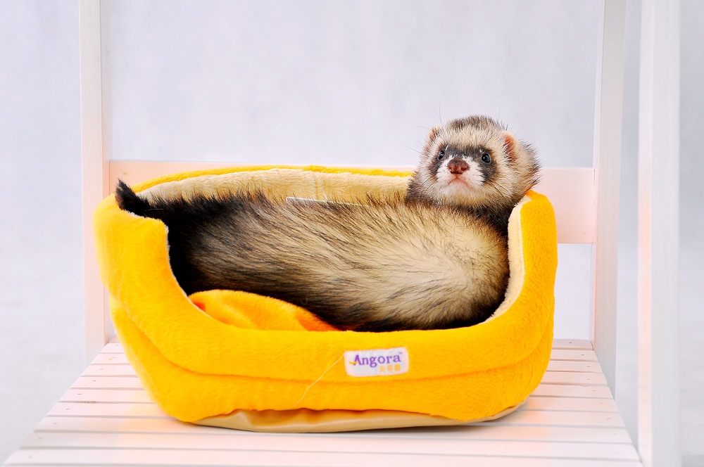 养安哥鲁需要准备什么? - 佳宠-广州最大的线上宠物店