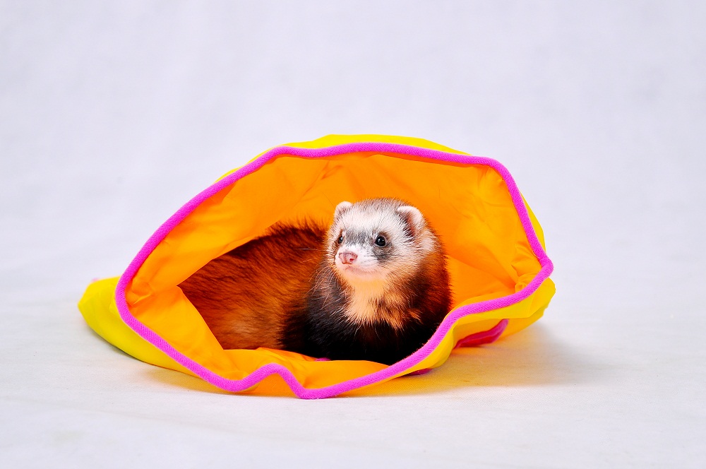 安哥鲁的疾病预防和护理 - 佳宠-广州最大的线上宠物店