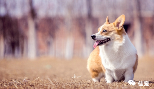 市場上寵物級柯基犬幼犬價格在1600-3500元之間,純種柯基犬幼犬價格